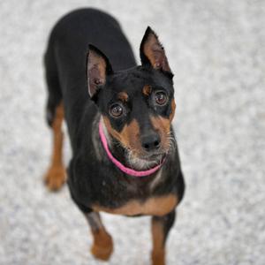 Annie (AG26-203), Pinscher, Miniature, adult, available for adoption