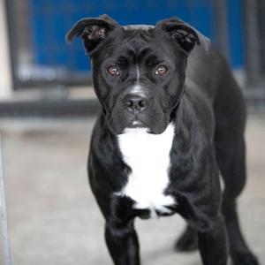 Havoc (MY26-11), Terrier, Staffordshire Bull, adult, available for adoption