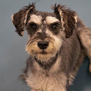 Benjie (AP25-212), Schnauzer, Miniature, adult, available for adoption
