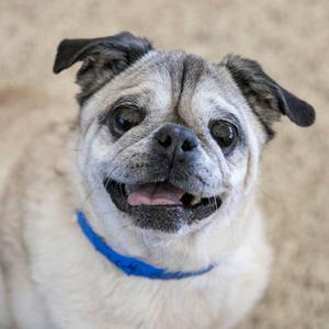 A close-up, slightly smiling pug with a blue collar.