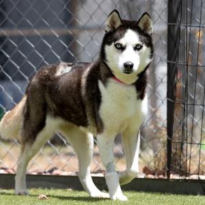 Ice (MR26-327), Husky, senior, available for adoption