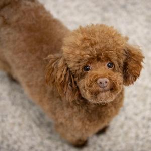 Chase (F26-05), Poodle, Miniature, senior, available for adoption