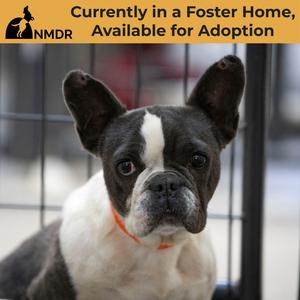 Charlotte (AG26-169), Bulldog, French, adult, available for adoption