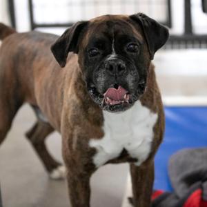 Alex (JN26-10), Boxer, adult, available for adoption