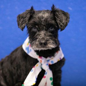 Fame (JN25-482), Schnauzer, Miniature, senior, available for adoption