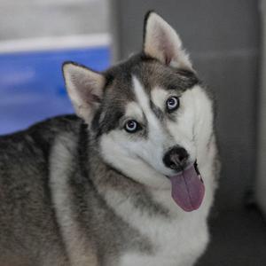 A husky dog with its tongue hanging out, tilting its head.
