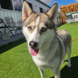 Daisy Jane (MR26-325), Husky, adult, available for adoption