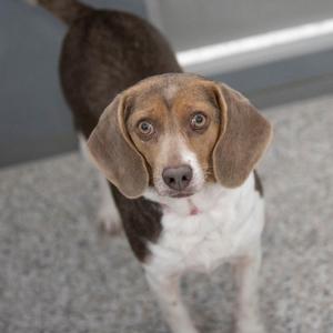 A brown and white dog with long ears looking up at the camera.