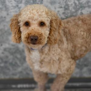 A fluffy, light brown poodle with curly fur and dark eyes, standing against a gray textured background.