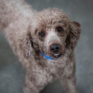 A close-up of a brown poodle wearing a blue collar, looking directly at the camera.