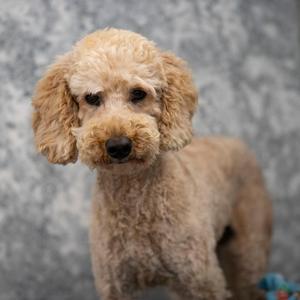 A fluffy, light brown poodle standing against a gray background.