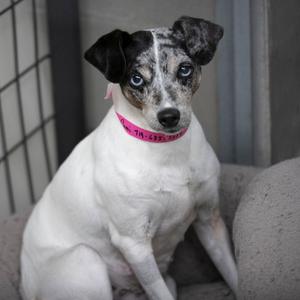A white dog with black and gray spots on its ears and face, wearing a pink collar, sitting on a gray surface.