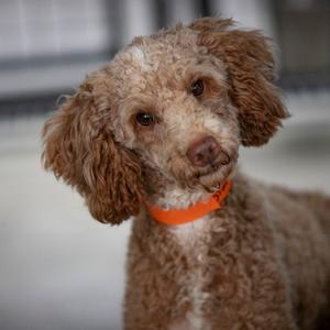 Blake (OT26-35), Poodle, Miniature, adult, available for adoption