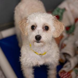Callie (MY26-107), Coton De Tulear, adult, available for adoption