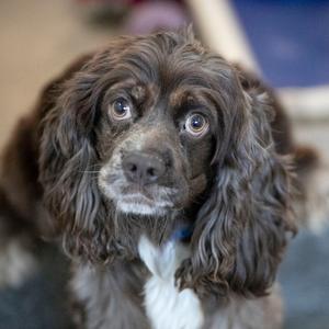 A close-up of a brown and white dog with long, floppy ears and expressive eyes.