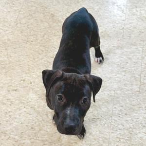 Chevelle (MY26-19G), Retriever, Black Labrador, available for adoption