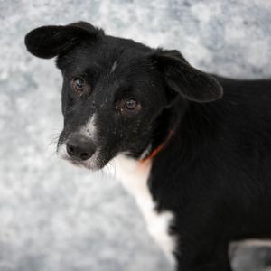 Ace (S26-160), Collie, Border, adult, available for adoption