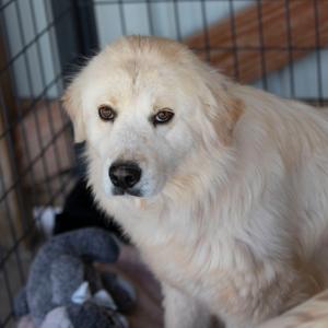 A fluffy cream-colored dog with dark eyes looks directly at the camera, with a portion of a cage and a stuffed toy visible behind it.