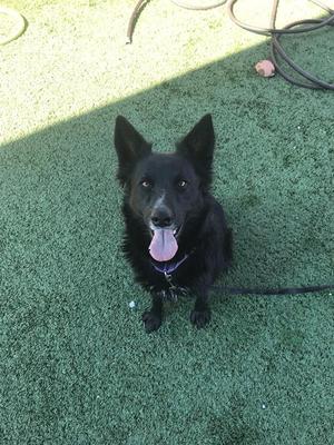 A black dog with pointed ears and a pink tongue sticking out, sitting on green artificial grass.