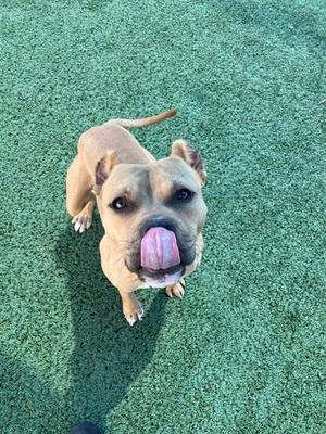 BROCCOLI*, Pit Bull Terrier Mix, adult, available for adoption