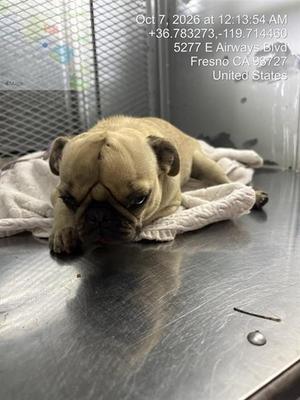 A040866, Pug, young, available for adoption