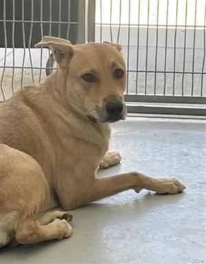 a light brown dog lying on a concrete floor in front of a metal cage