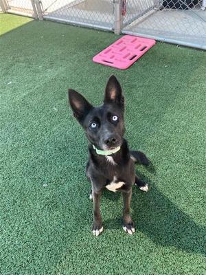 A037826, German Shepherd Dog, adult, available for adoption