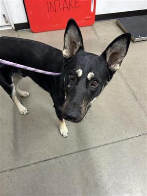 A040896, German Shepherd Dog Mix, adult, available for adoption