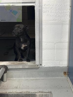 BABY BOP*, Pit Bull Terrier Mix, adult, available for adoption