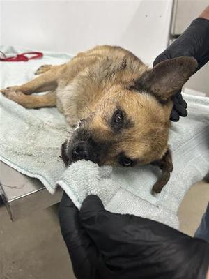 A037765, Terrier Mix, senior, available for adoption