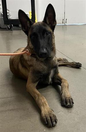 BALU*, Belgian Malinois Mix, young, available for adoption