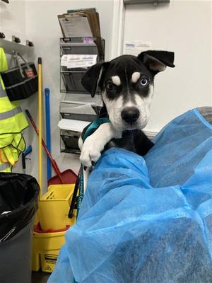 A040681, Siberian Husky, puppy, available for adoption