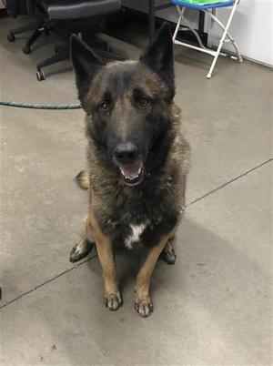 A German Shepherd dog sitting on a concrete floor, looking directly at the camera with its mouth slightly open.
