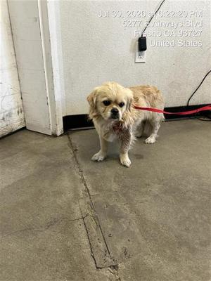 A037761, Pug Mix, adult, available for adoption