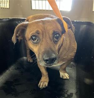 A035709, Chihuahua - Smooth Coated, adult, available for adoption