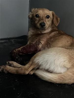 A037899, Chihuahua - Long Haired Mix, adult, available for adoption