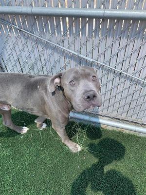 A037713, Pit Bull Terrier Mix, adult, available for adoption