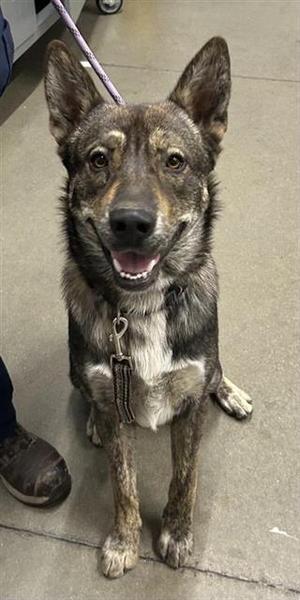 A040897, German Shepherd Dog Mix, young, available for adoption