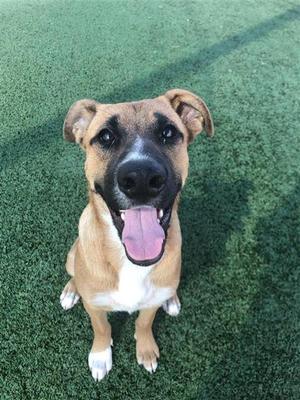ANDY*, German Shepherd Dog Mix, young, available for adoption