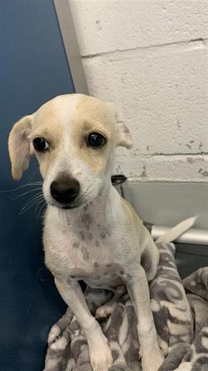 A037748, Chihuahua - Smooth Coated, young, available for adoption