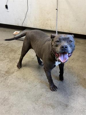 A040886, Pit Bull Terrier Mix, adult, available for adoption