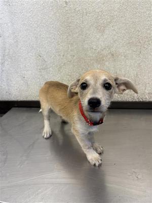 a small brown dog with a red collar standing on a metal surface