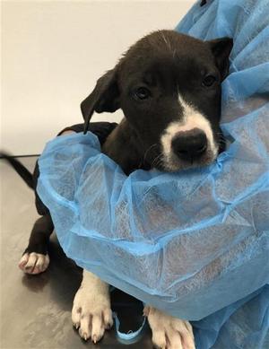 AMORA*, Pit Bull Terrier Mix, puppy, available for adoption