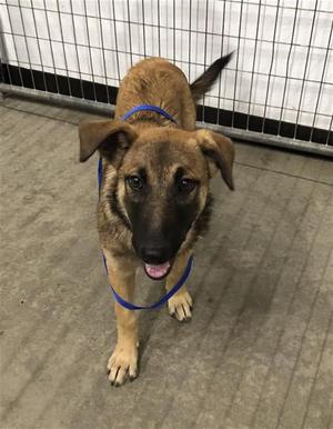 A brown and black dog with a blue collar standing on a concrete floor in front of a wire fence.