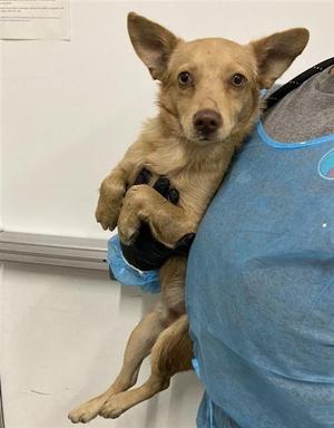 A040869, Chihuahua - Long Haired Mix, young, available for adoption