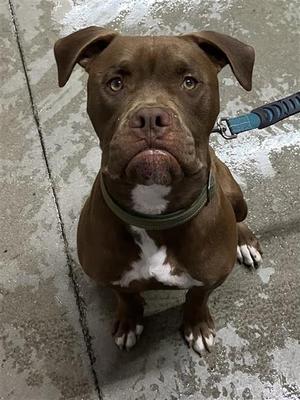 A037498, Pit Bull Terrier Mix, young, available for adoption