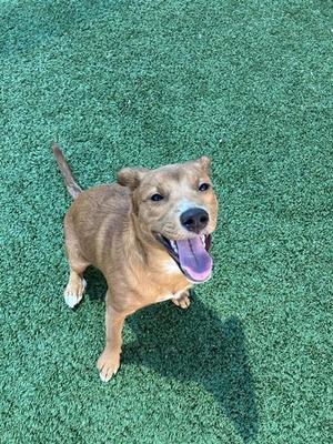 A037875, Collie - Smooth Mix, young, available for adoption