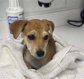 A small brown and white puppy wrapped in a white towel, sitting on a counter with a bottle of cleaning solution in the background.