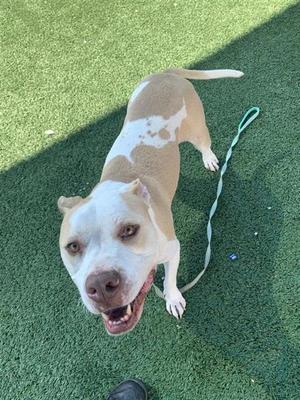 BABY BOY*, Pit Bull Terrier Mix, young, available for adoption