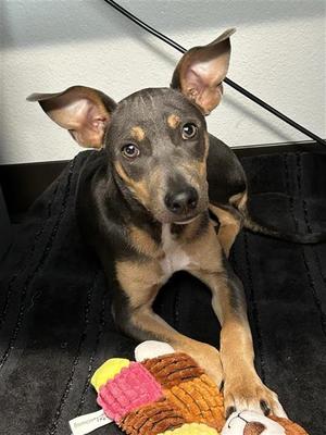 BIRDIE*, Terrier, puppy, available for adoption